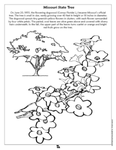 Missouri State Tree Coloring Page